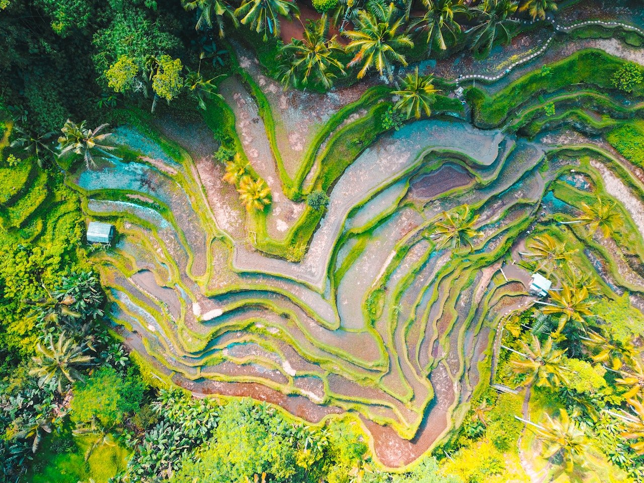 Vista aérea dos arrozais de Tegalalang em Bali, Indonésia — um dos destinos mais bonitos e acessíveis do mundo